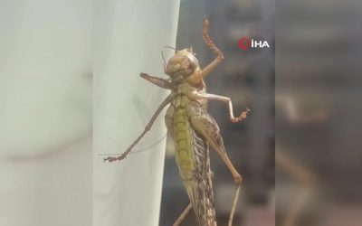 İstanbul'un Bazı İlçelerinde Dev Çekirgeler Halkı Endişelendirdi